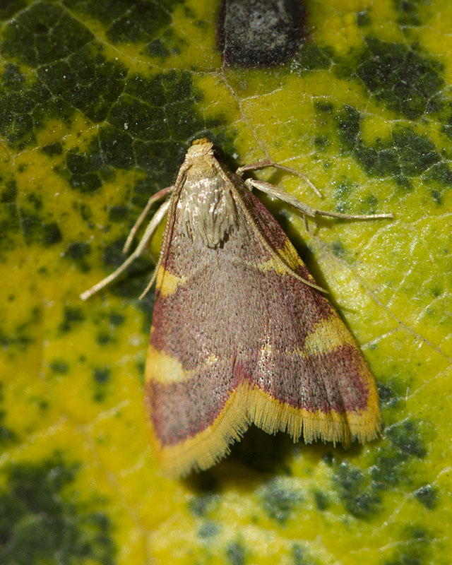 Hypsopygia costalis, Pyralidae